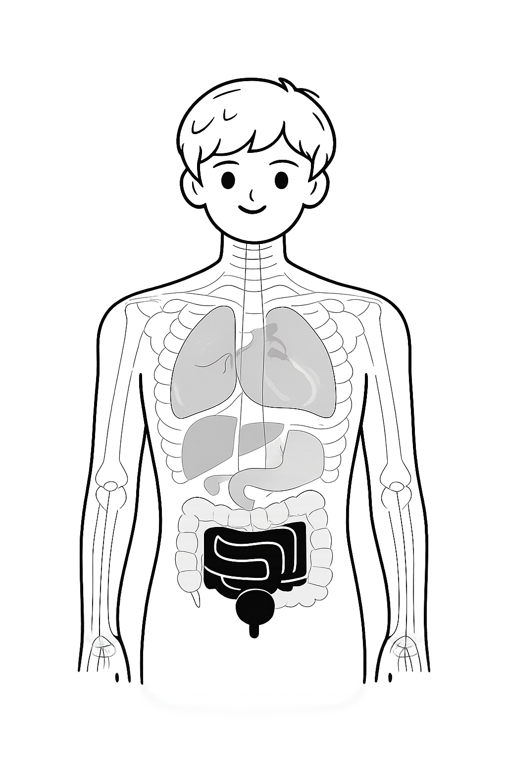 Small Intestine Diagram showing the location and structure of the small intestine
